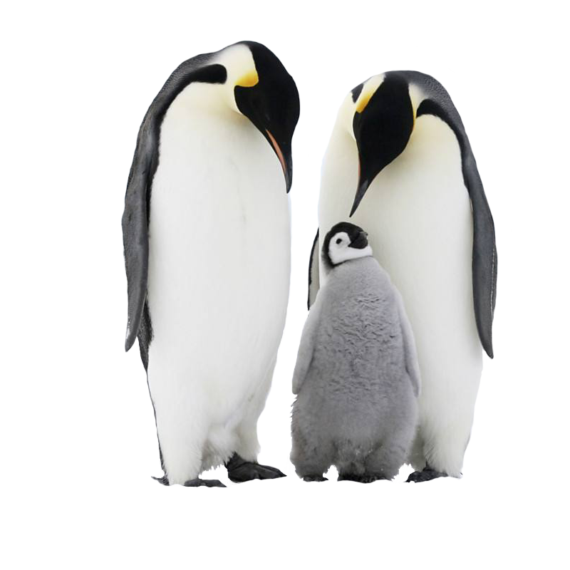 Penguin PNG скачать бесплатно