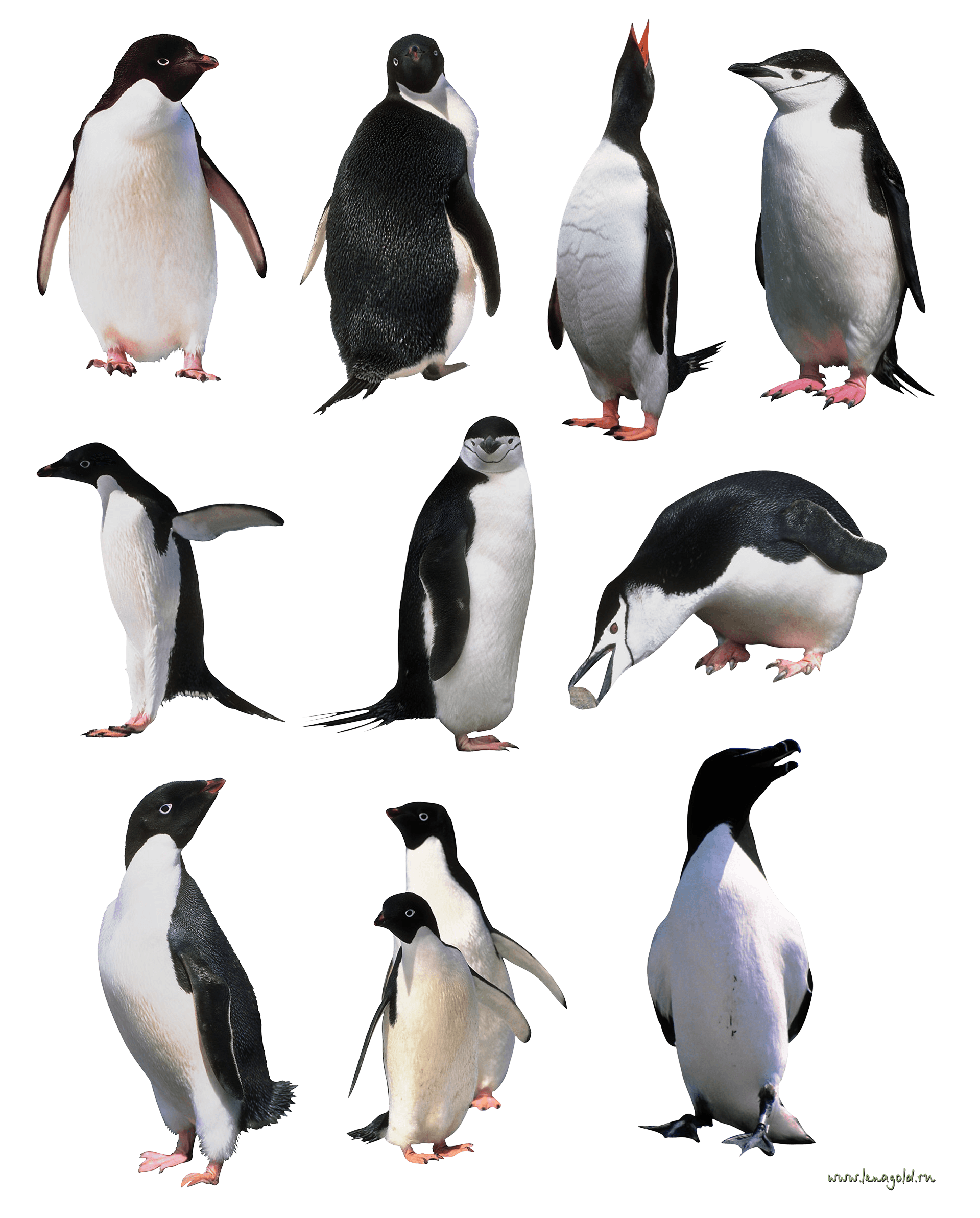 Penguin PNG изображения фон