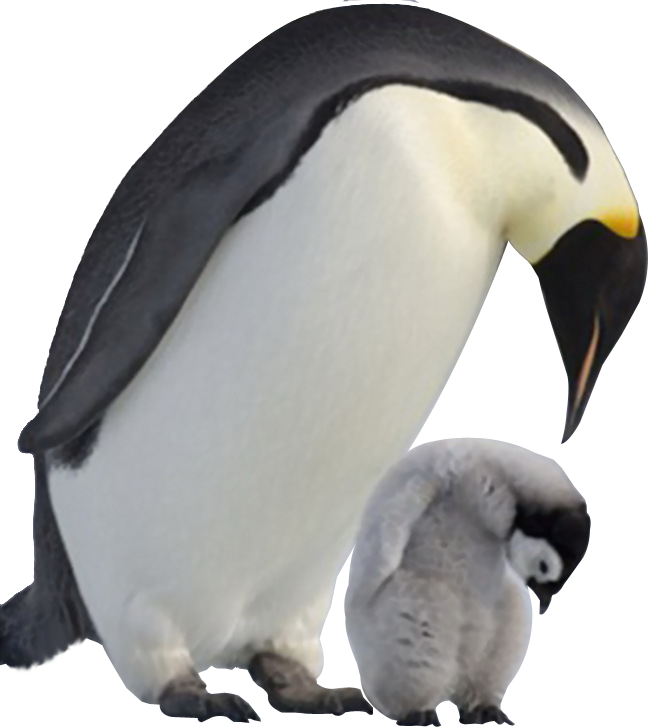 Pinguïn PNG Beeld Transparante achtergrond