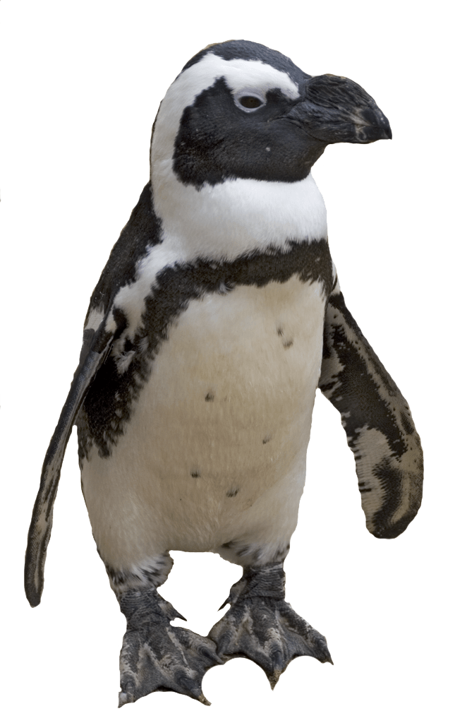 Penguin-PNG-Bild