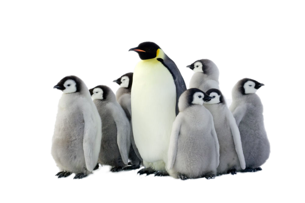Penguin PNG Pic