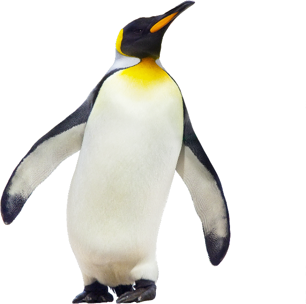 Penguin PNG картина