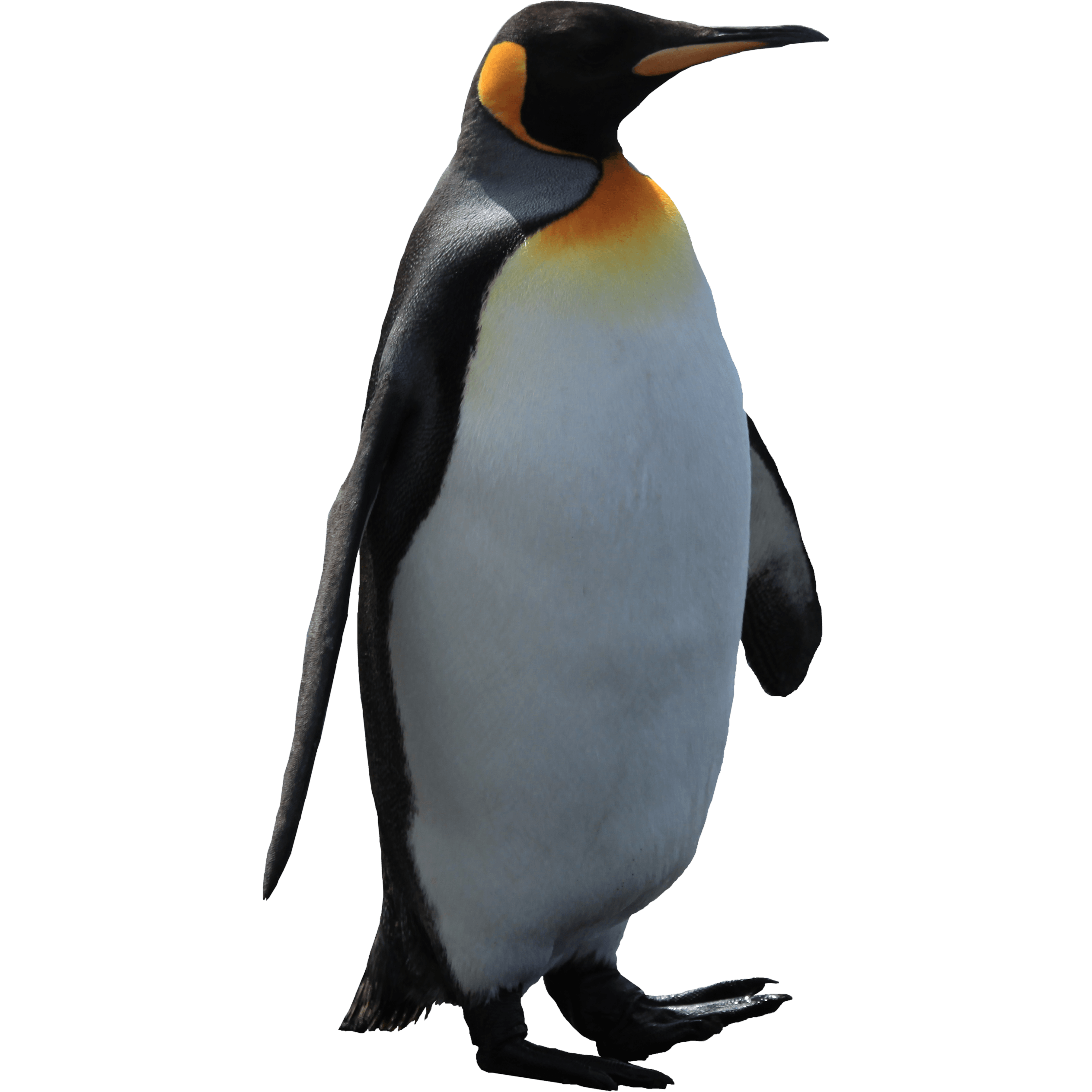 Penguin PNG прозрачное изображение
