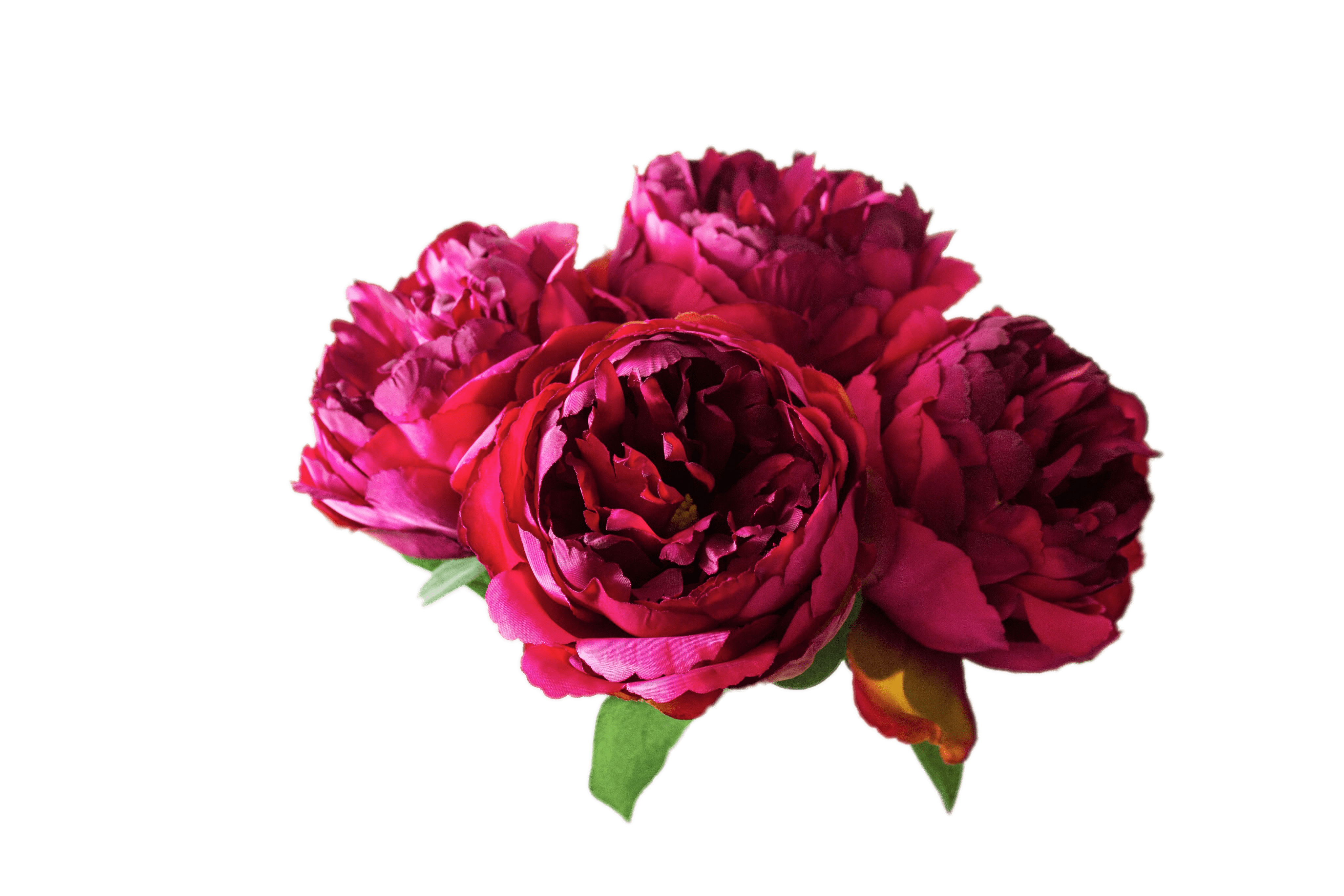 Peonies PNG High-Quality Image