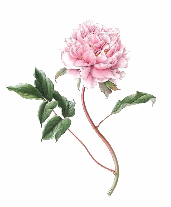 Peonies PNG Image Background