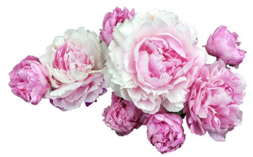 Peonies PNG Picture