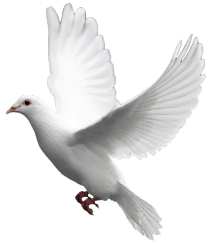 Pigeon Download Transparent PNG Image