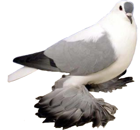 Tauben-freies PNG-Bild