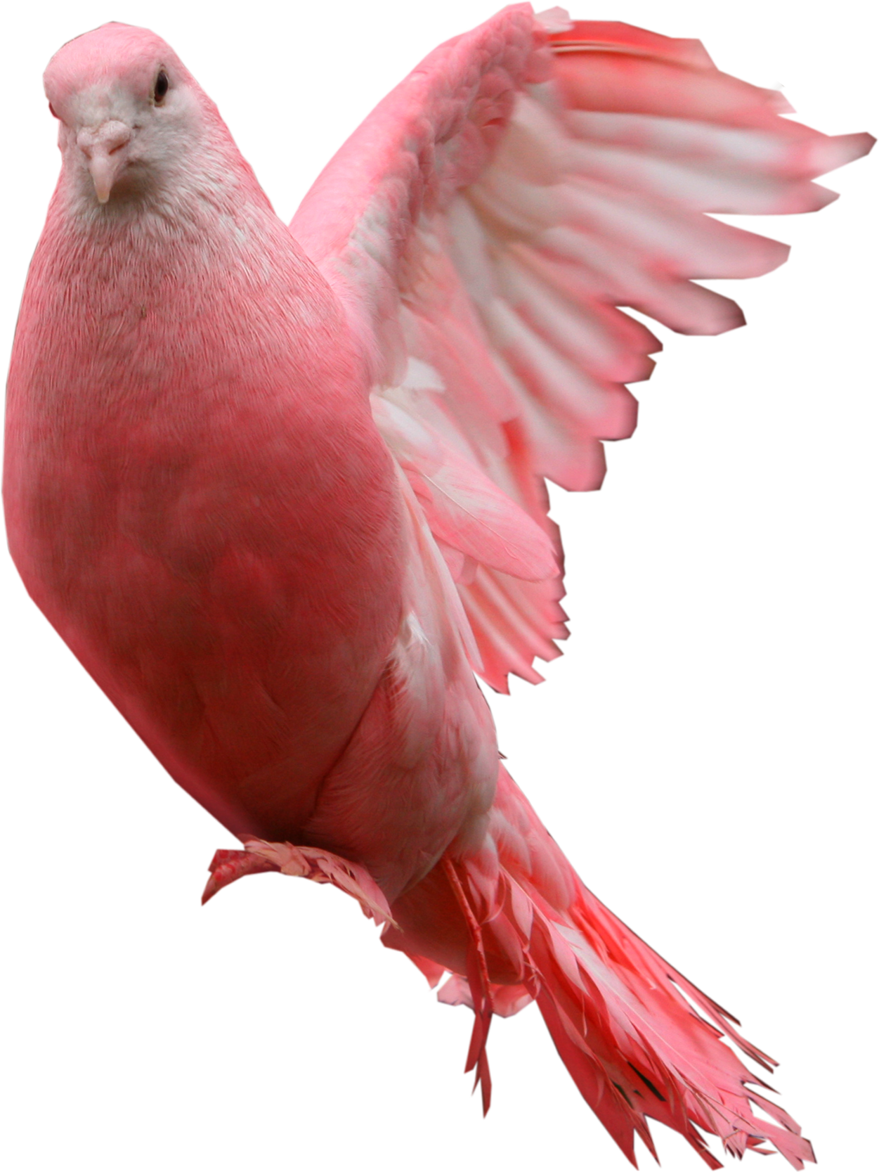 Pigeon PNG Bild Herunterladen