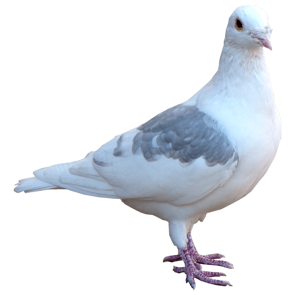 Pigeon PNG Free Download