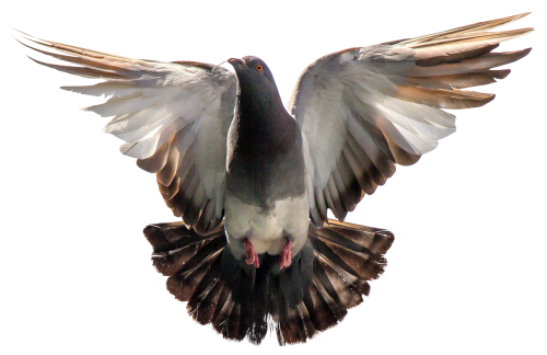 Taube PNG-Bild transparent