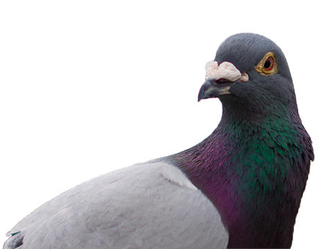 Tauben-PNG-Bild mit transparentem Hintergrund