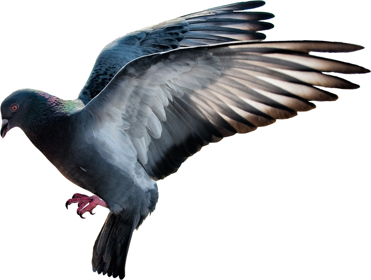 Pigeon PNG Foto