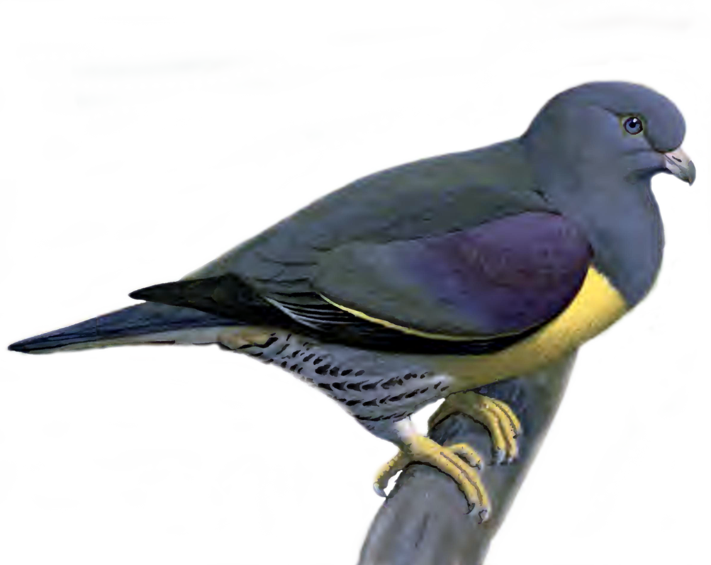 비둘기 PNG 그림ture
