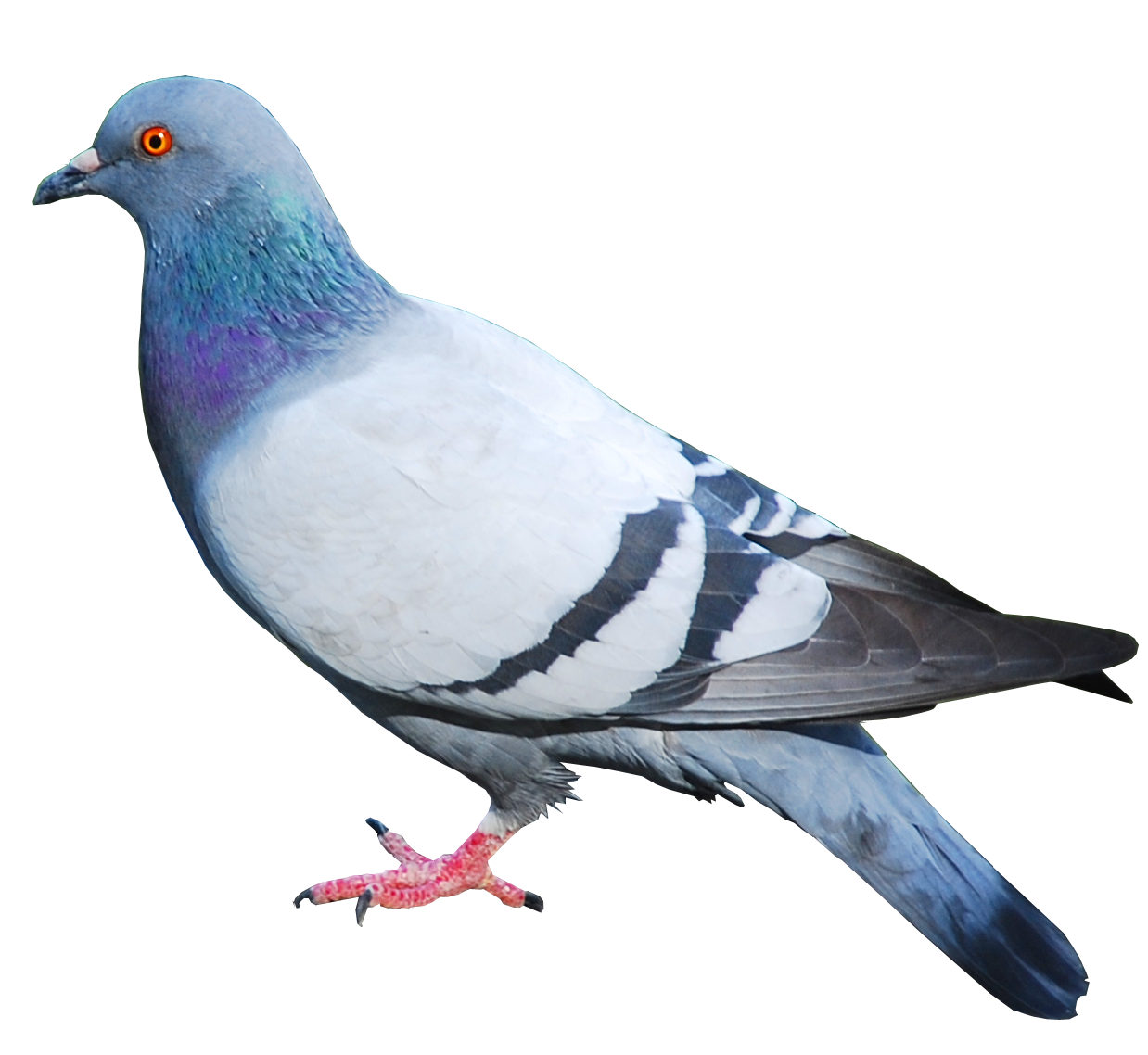 비둘기 투명 배경 PNG