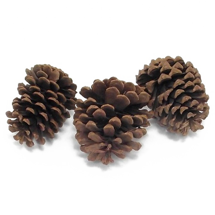 Pine Cone PNG High-Quality Image