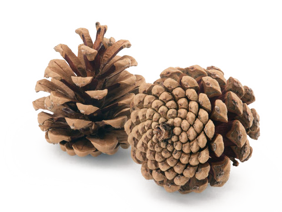 Pine Cone PNG Image Background