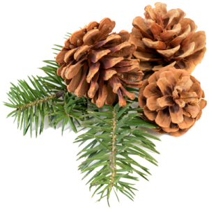 Pine Cone PNG Pic