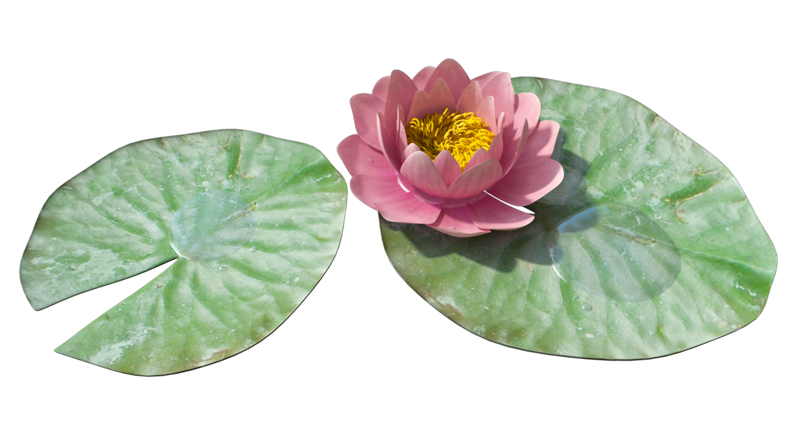 الوردي زنبق PNG خلفية صورة