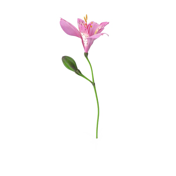 زنبق الوردي PNG صورة