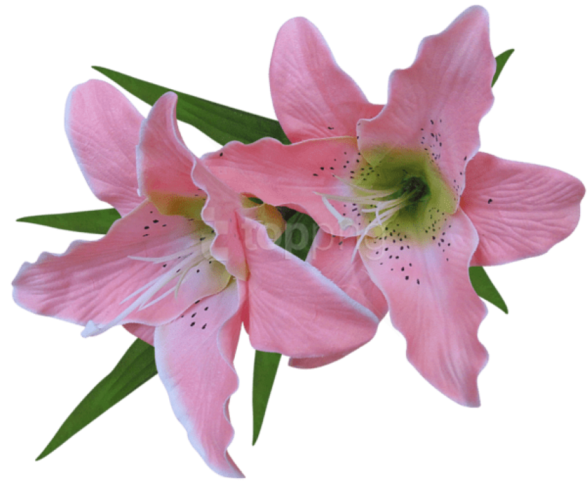 Photo Pink Lily PNG