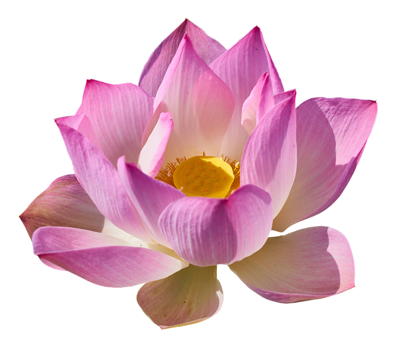 زنبق الوردي صورة شفافة