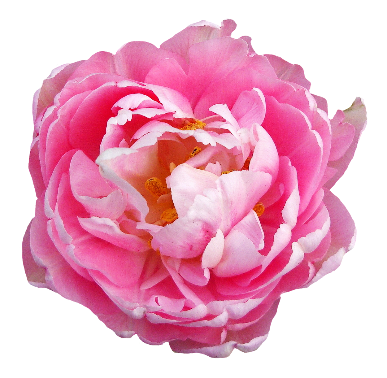 Pink Rose Download PNG Image