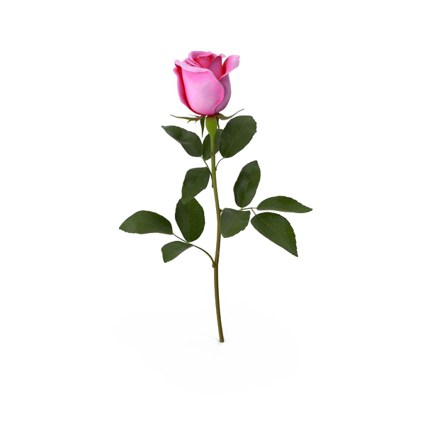 Rosa rosa Descargar imagen PNG Transparente