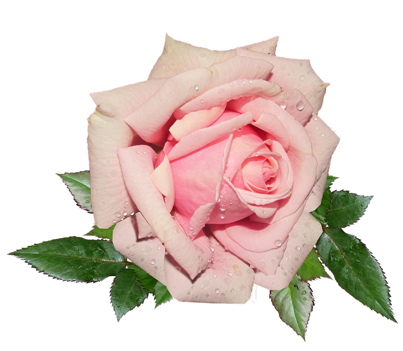 Pink Rose PNG Background Image