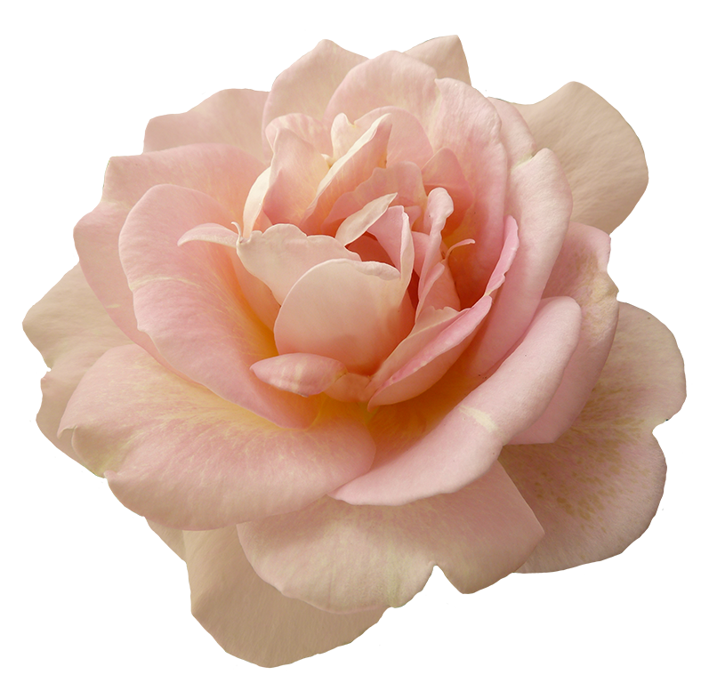 وردة الوردي PNG تحميل صورة