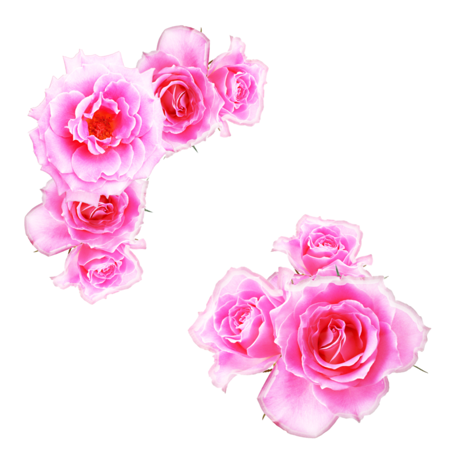 Pink Rose PNG Unduh Gratis
