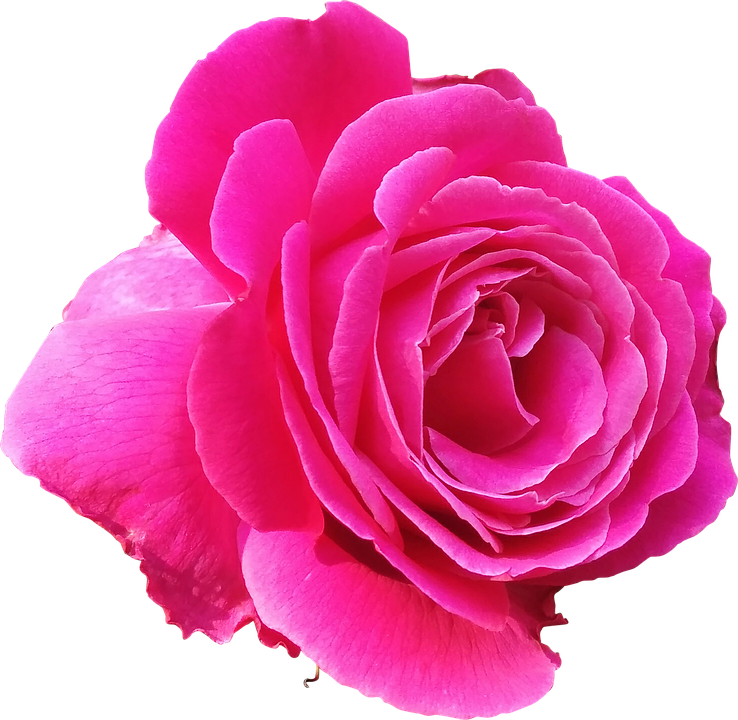 Pink Rose PNG Gambar Transparan
