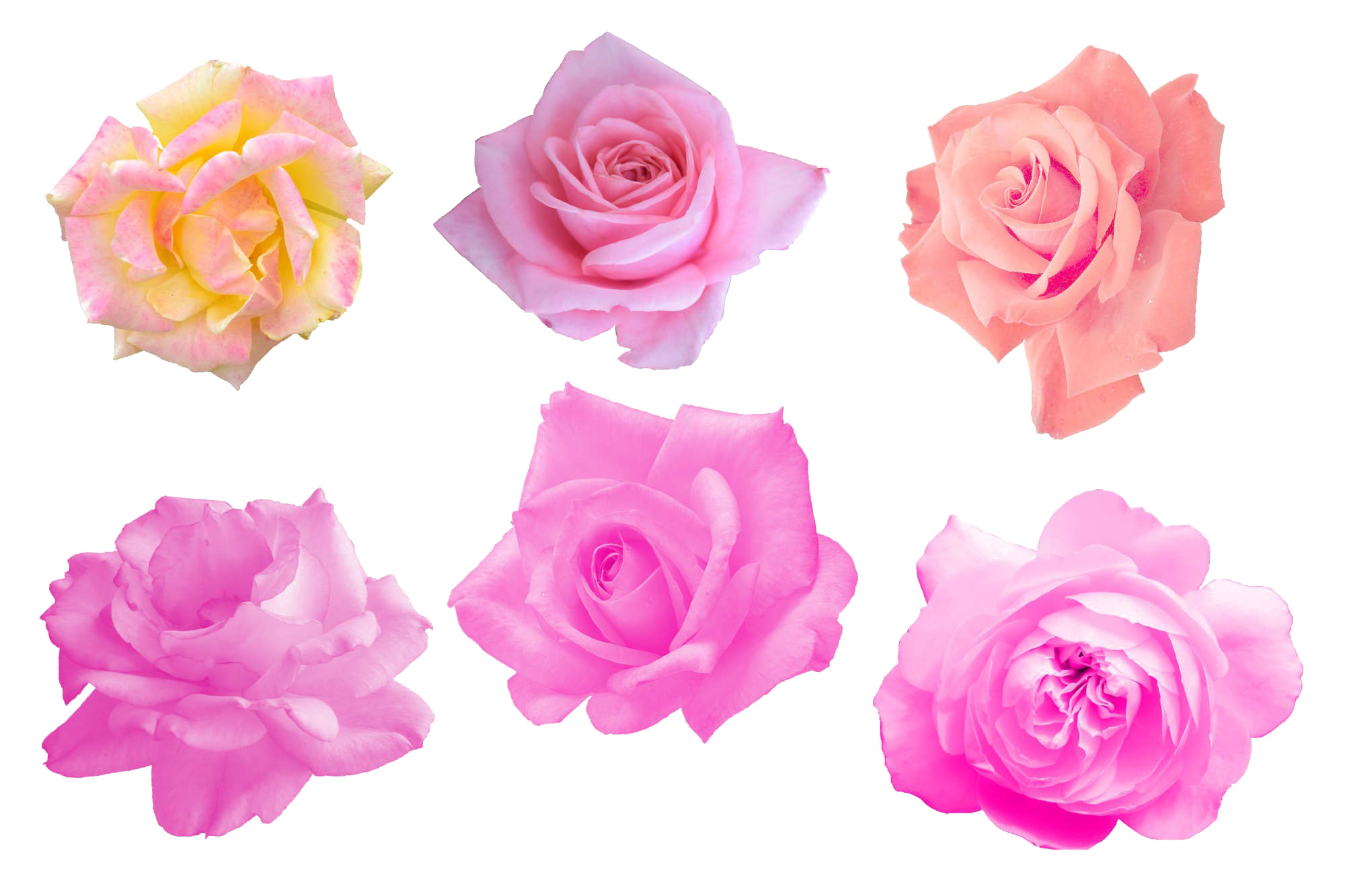 Pink rose PNG image