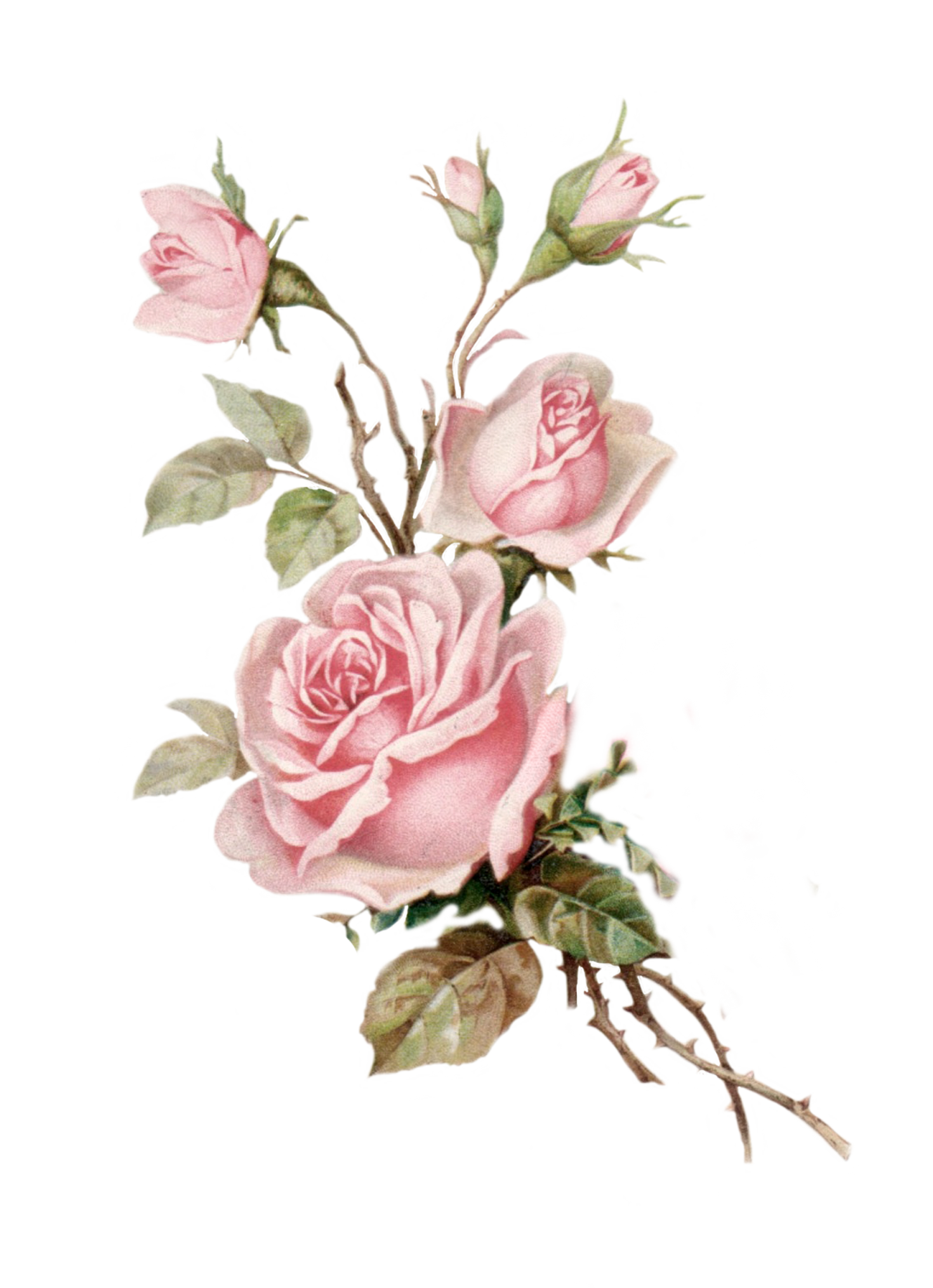 Pink rose PNG foto