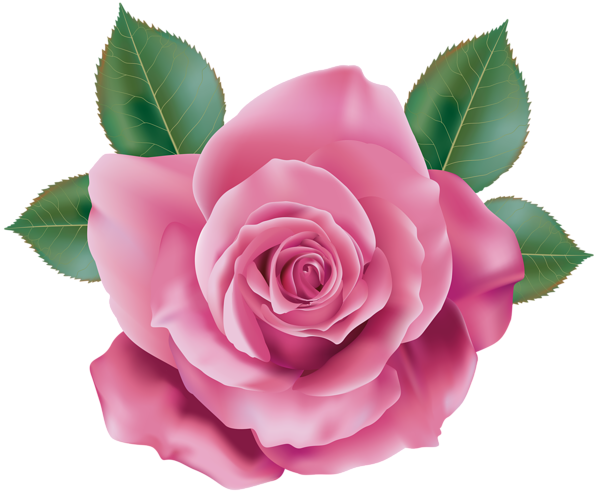 Pink rose PNG Pic