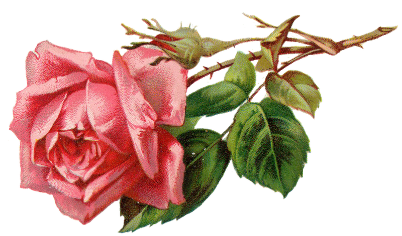 Pink Rose PNG Picture