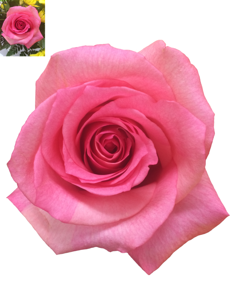 وردة الوردي خلفية شفافة PNG