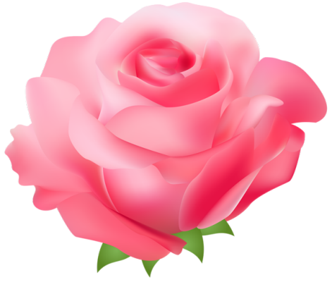 وردة الوردي صورة شفافة