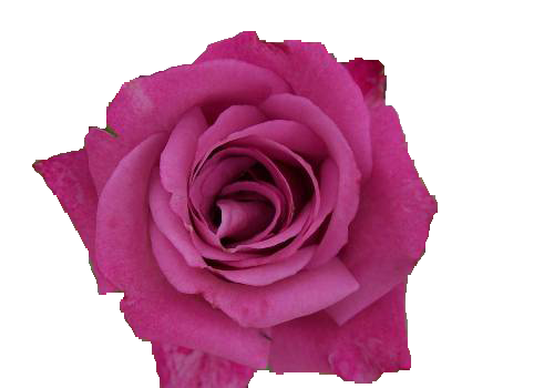 وردة الوردي صور شفافة