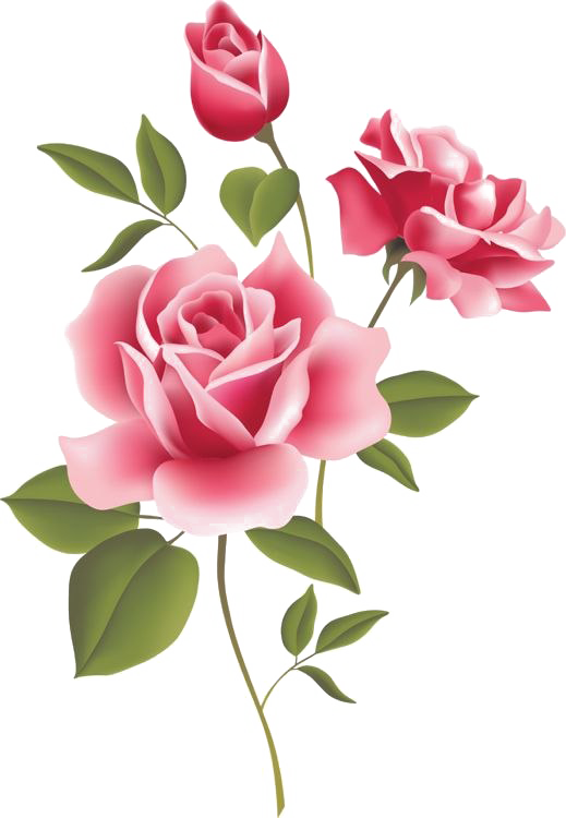 وردة الوردي شفافة