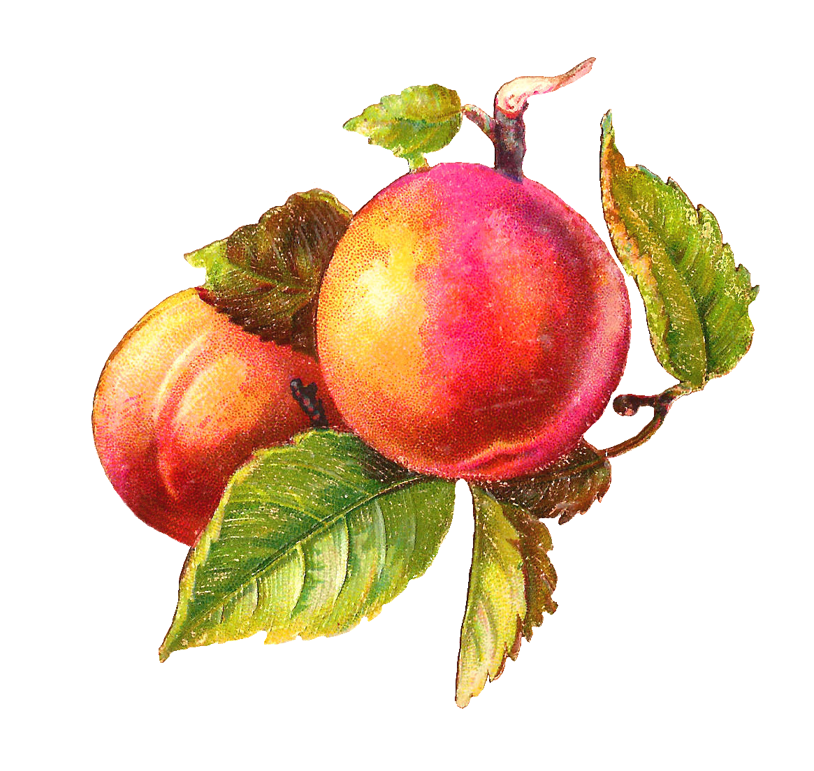 Plum PNG High-Quality Image