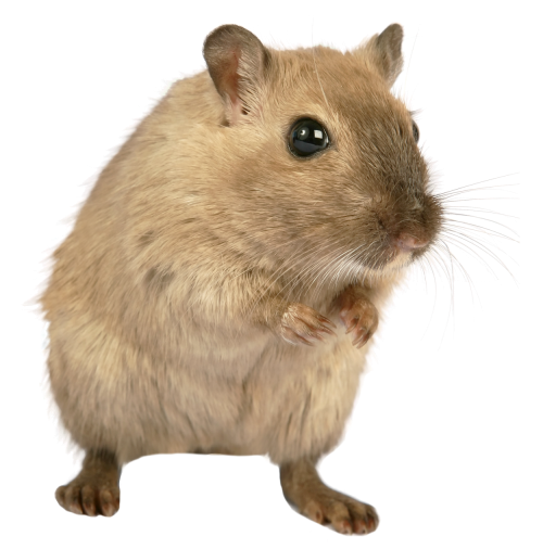 Rat PNG image image