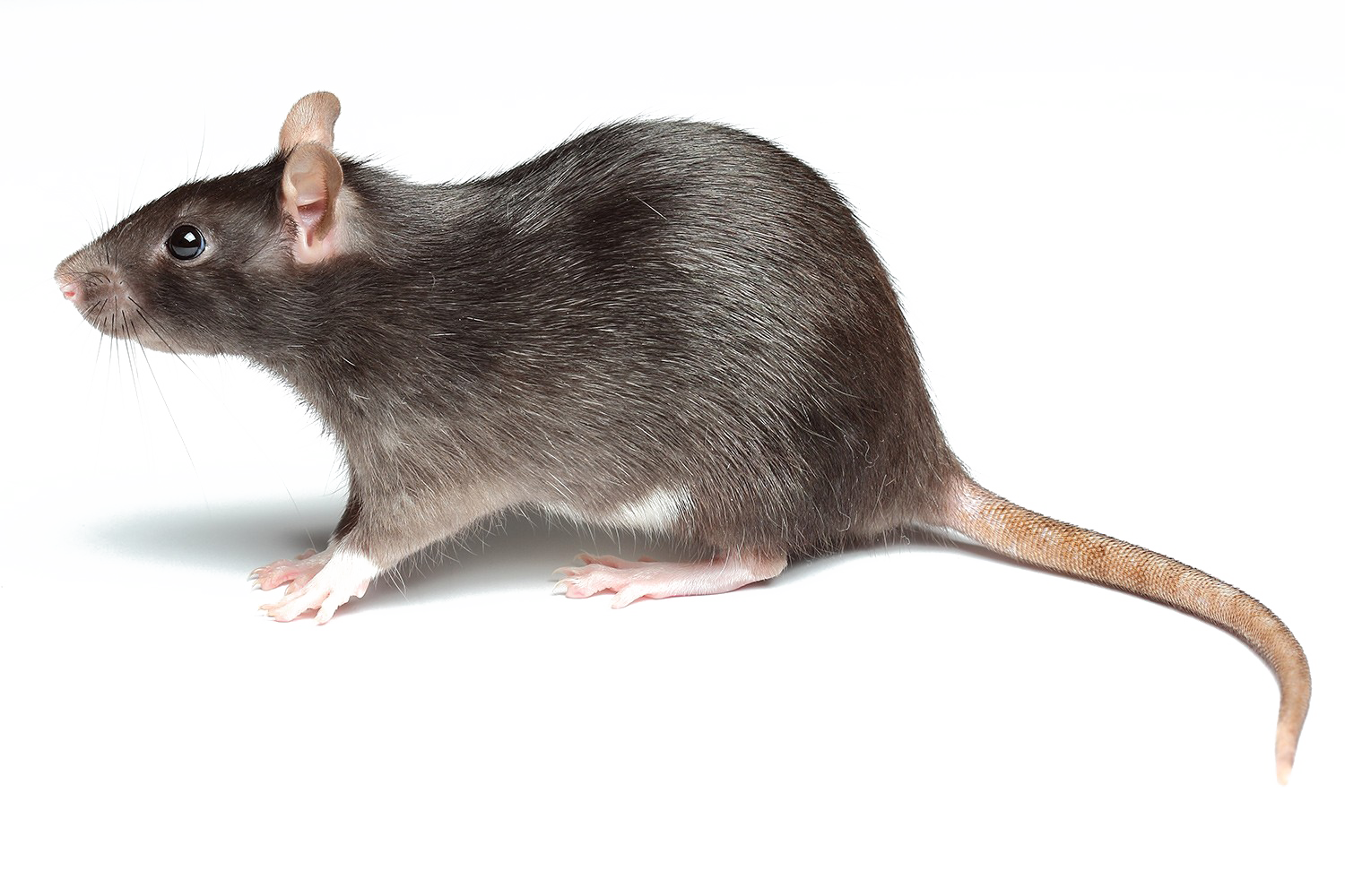 Imagem transparente de rato