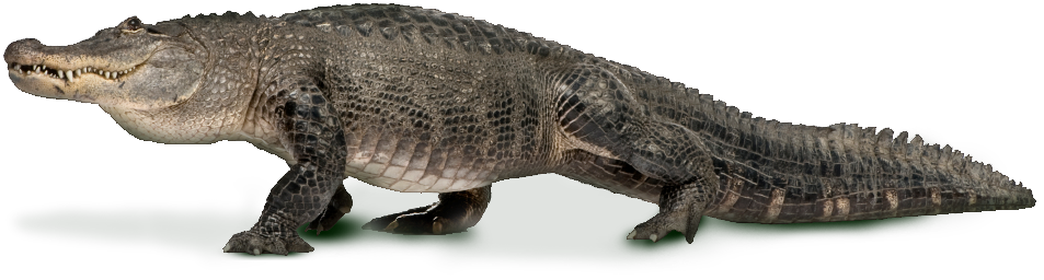 Real Alligator Free PNG Image