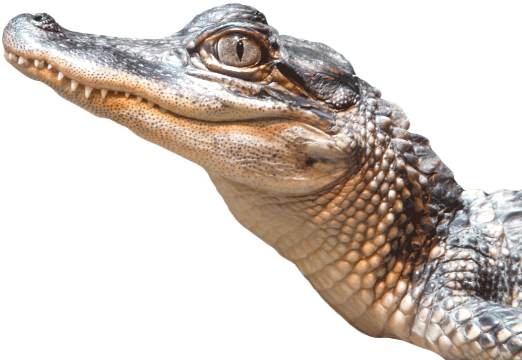 อิมเมจดาวน์โหลด PNG Real Alligator PNG