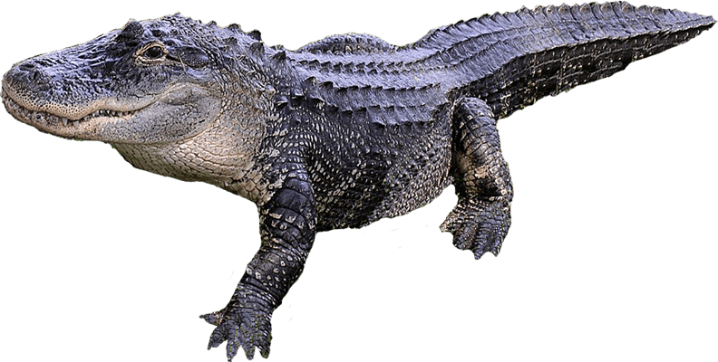 Real Alligator PNG High-Quality Image