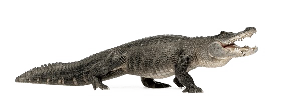 Real Alligator PNG Image