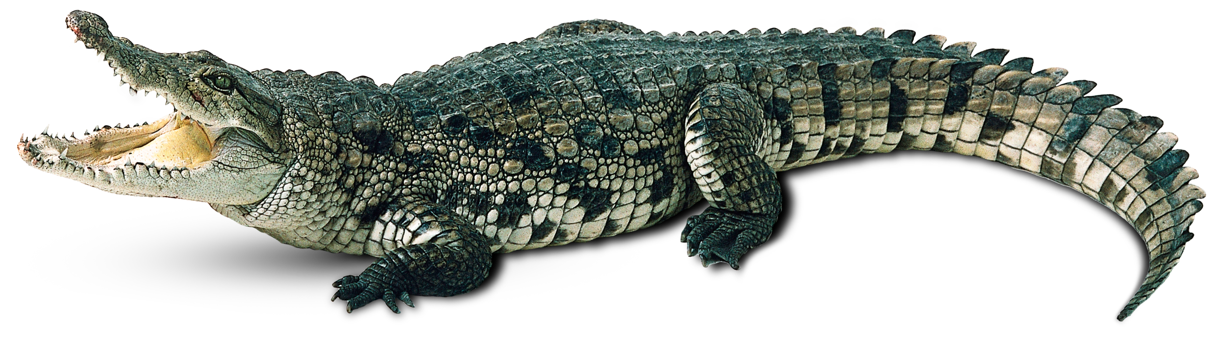 Real Alligator PNG Transparent Image