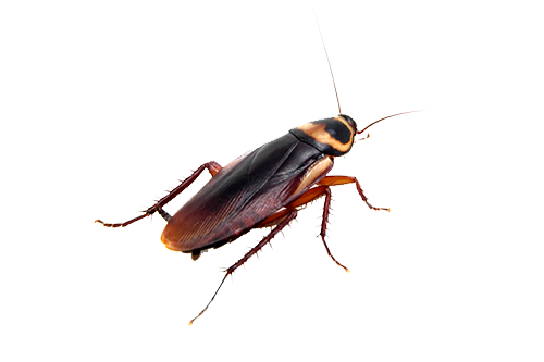 Roach Download PNG Image