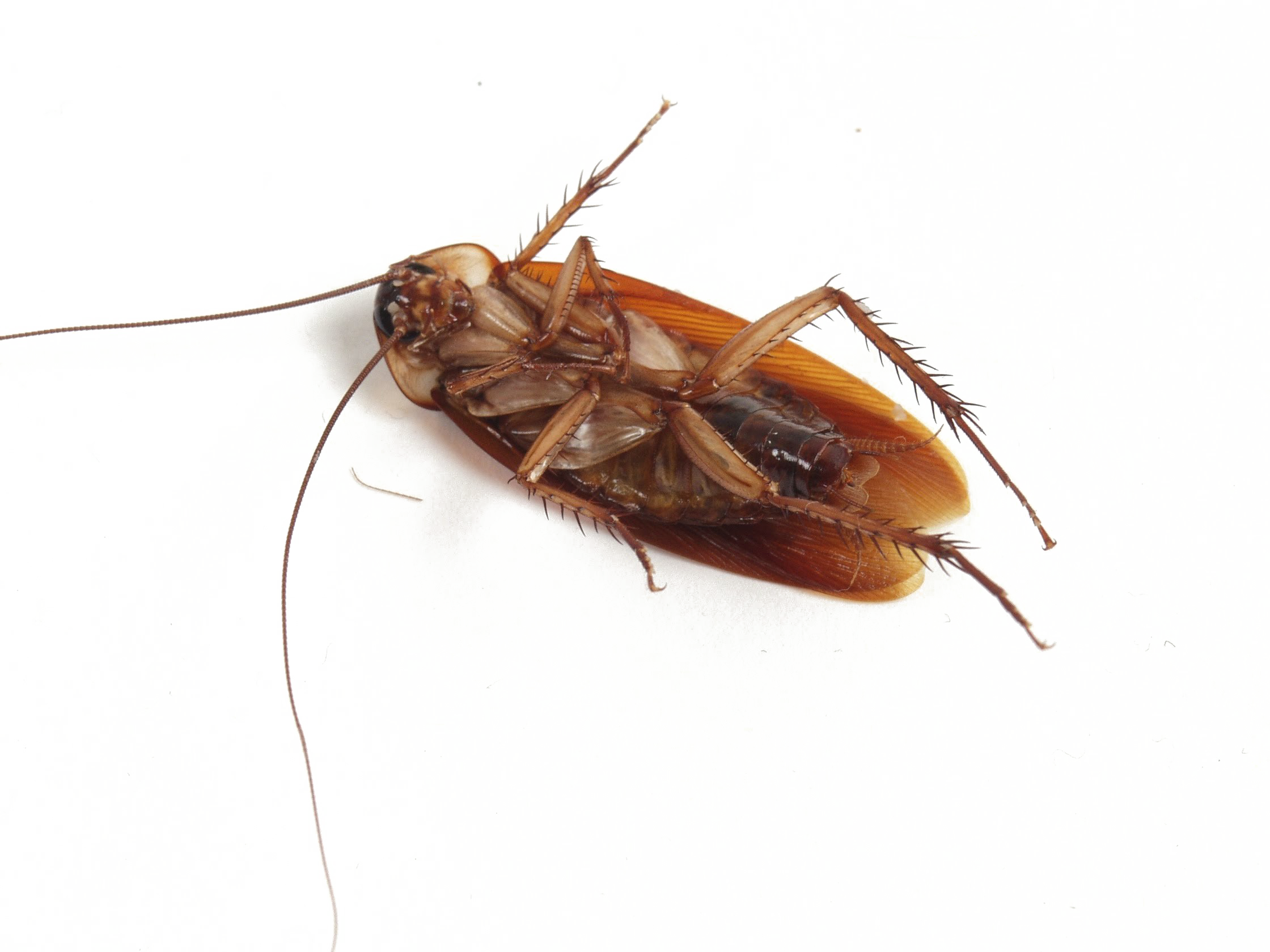 Roach PNG achtergrondafbeelding